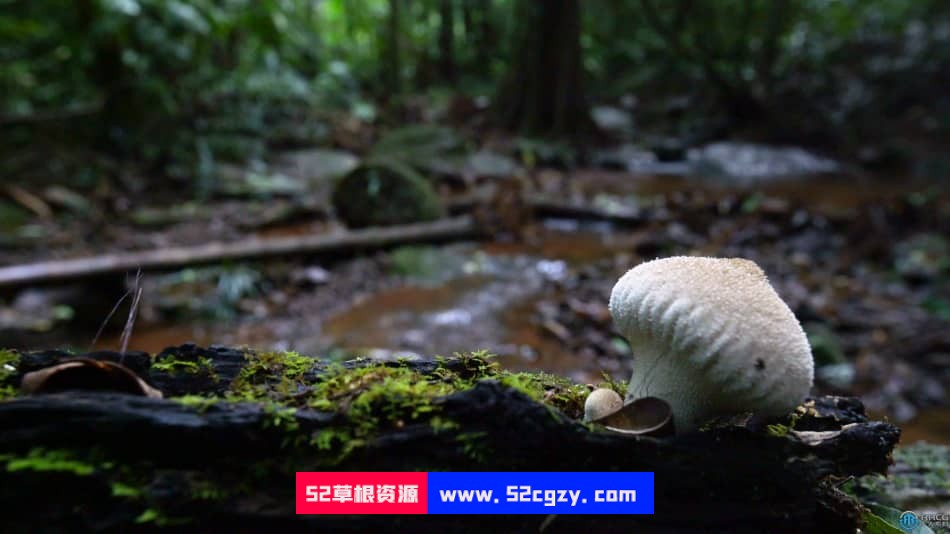 自然森林真菌蘑菇摄影技术大师班视频教程 摄影 第4张