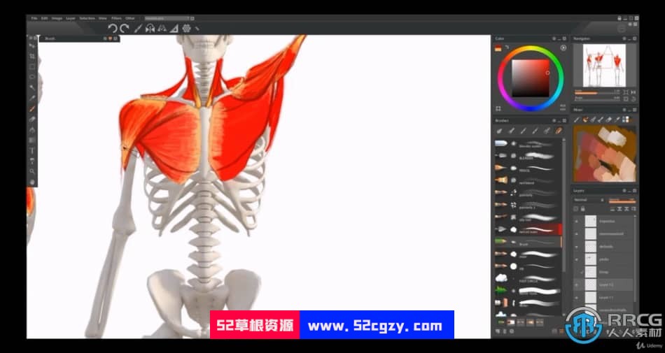 人体解剖学手脚头脸骨骼肌肉等数字绘画大师级视频教程 CG 第10张