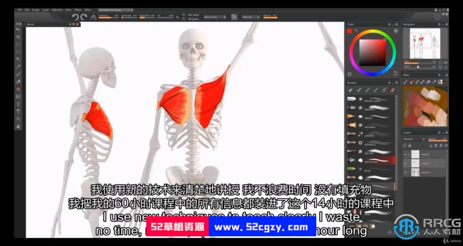 人体解剖学手脚头脸骨骼肌肉等数字绘画大师级视频教程 CG 第6张