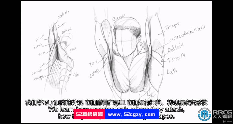 人体解剖学手脚头脸骨骼肌肉等数字绘画大师级视频教程 CG 第7张